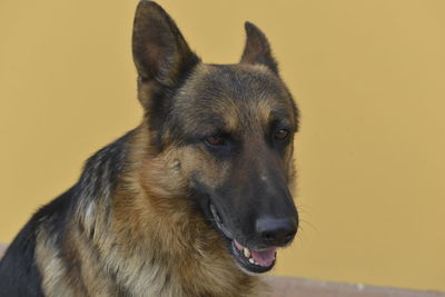 Close-up portrait of a dog