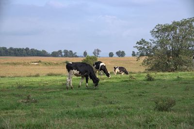 Cows in a pasture