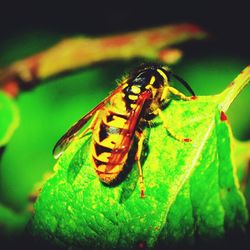 Close-up of insect