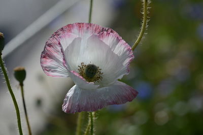 Close-up of pink flower