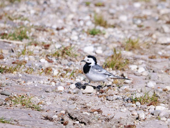 Bird perching on a field