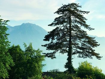 View of pine tree against sky