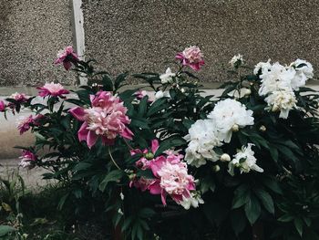 Close-up of pink flowering plant