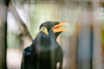 Close-up of a bird