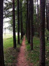 View of trees in forest