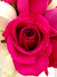 Close-up of wet pink rose