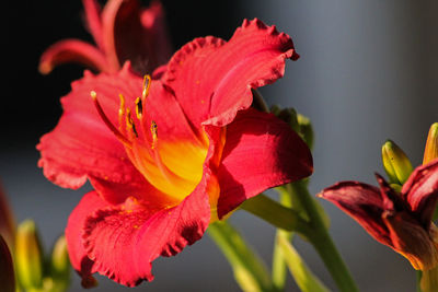 Close-up of red flower