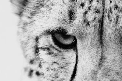 Close-up portrait of dog