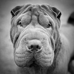 Close-up portrait of dog outdoors