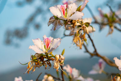 Close-up of pink cherry blossoms in spring