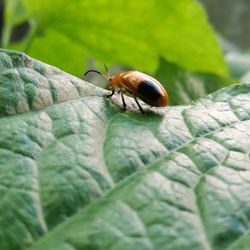 Close-up of insect on leaf