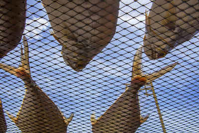 Close-up low angle view of fish drying on metal