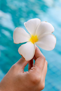 Cropped hand holding white flower