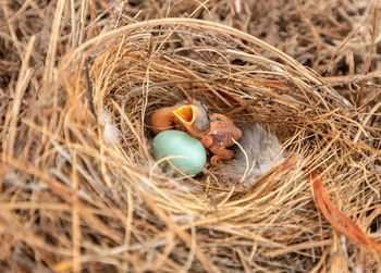 High angle view of bird in nest