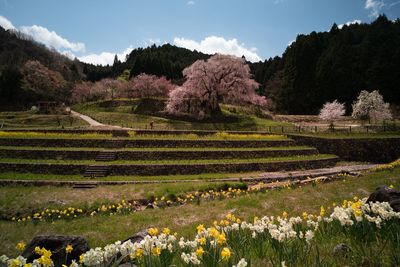 Scenic view of agricultural field against sky