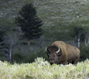 Bison yellowstone wildlife 