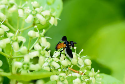 Close-up of bee on flower