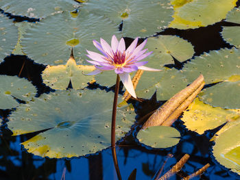 Leaves floating on pond