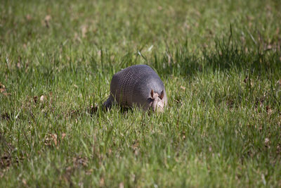 Close-up of a sheep on field