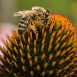 Close-up of insect pollinating on flower