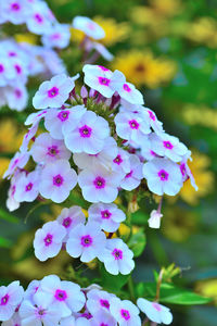 Close-up of pink flowers blooming outdoors