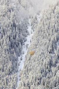 Aerial view of snow covered pine trees in forest