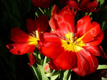 Close-up of red flowering plant