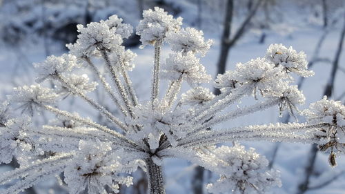 Close-up of frost on flowers 