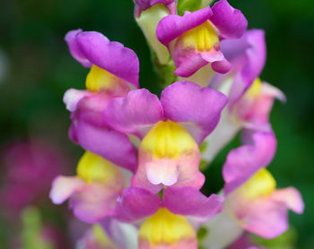 Close-up of purple flowering plant