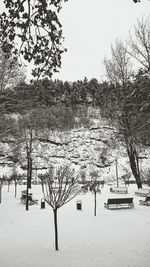 tree