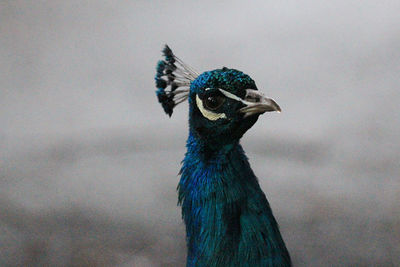 Close-up of a peacock