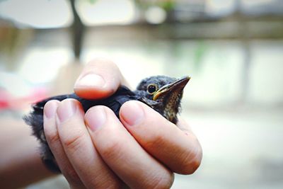 Close-up of hand holding bird