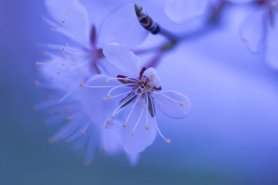 Close-up of purple flower