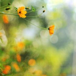 Close-up of yellow flower blooming against sky
