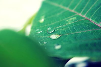 Close-up of water drops on leaf