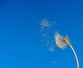 Low angle view of flowering plant against blue sky