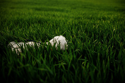 Sheep grazing on field