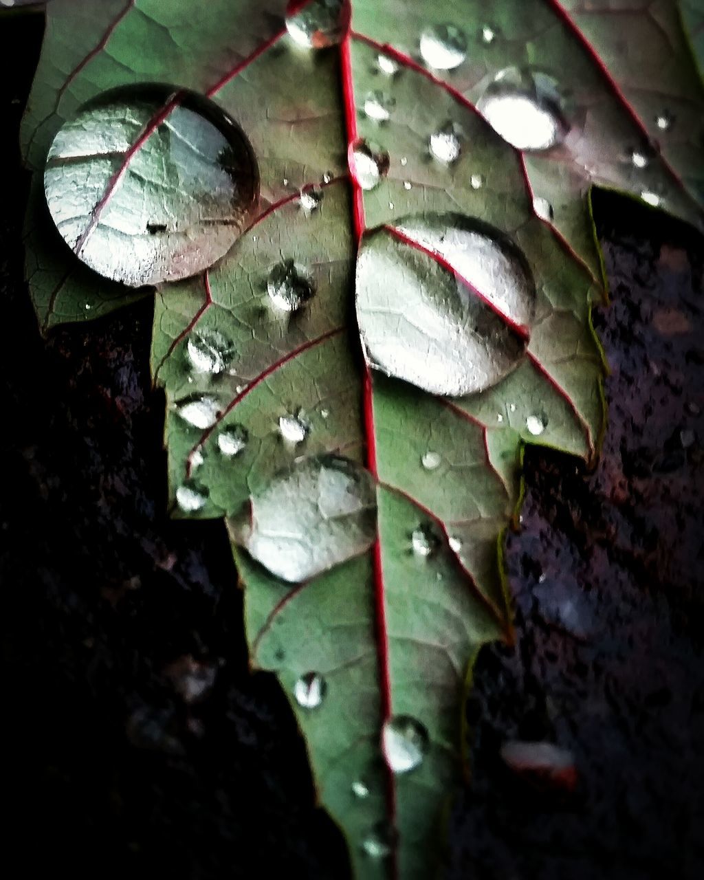 leaf, wet, nature, water, drop, close-up, rain, beauty in nature, fragility, no people, maple, outdoors, autumn, purity, maple leaf, raindrop, growth, day, rainy season, freshness