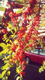 Red flowers growing on tree