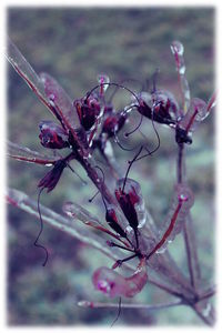 Close-up of plant