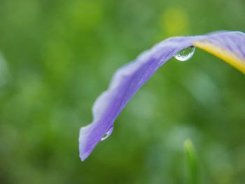 Close-up of wet flower