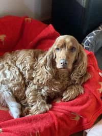 Portrait of dog relaxing on sofa