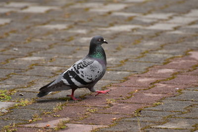 Close-up of a bird on footpath