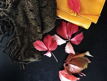 Close-up of maple leaves on plant