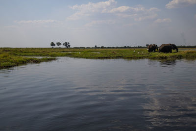 View of elephant in water against sky