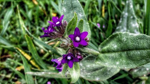 Close-up of bee on purple flower