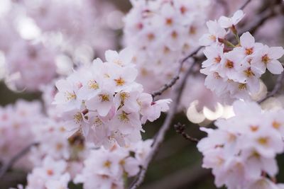 Pink flowers blooming in park