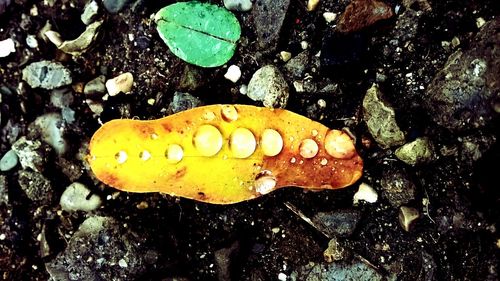 Close-up of yellow leaf on sand