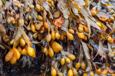 Full frame shot of food