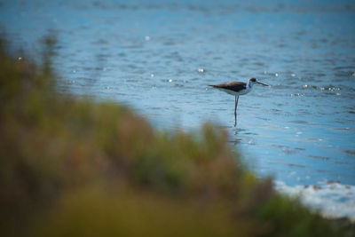 Bird on a beach